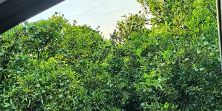 Sin fitosanitarios, sin depredadores y sin tratamiento en frio