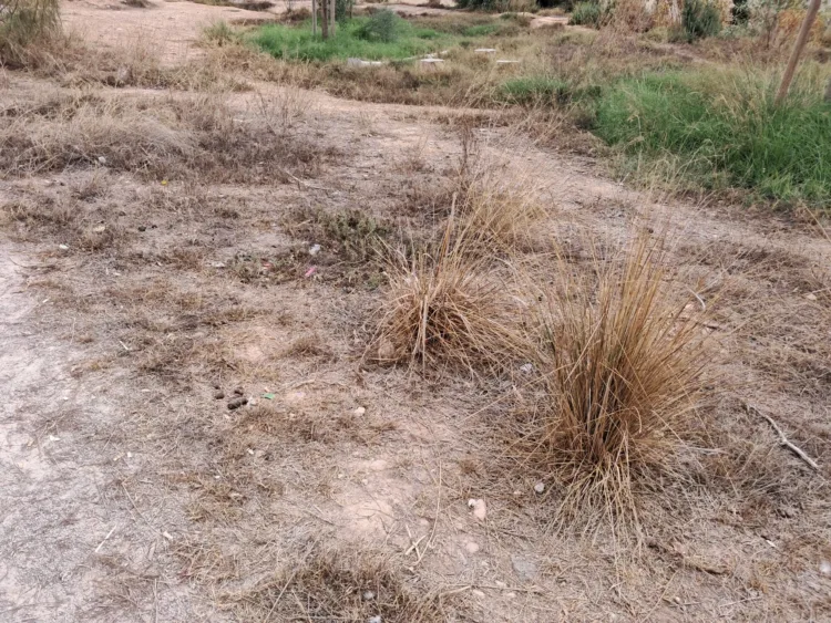 El Bosquete Sostenible de Benicalap abandonado, seco, con basura y malas hierbas