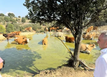 11 millones de litros de agua a más de 100 explotaciones ganaderas de 44 municipios