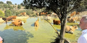 11 millones de litros de agua a más de 100 explotaciones ganaderas de 44 municipios