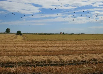 Generalitat Valenciana y agricultores pactan la quema de la paja del arroz este otoño 2 El S.Aut. de Agricultura denuncia que el Gobierno obstaculiza que los arroceros afectados por la riada puedan cobrar las ayudas del Consell