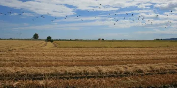 El S.Aut. de Agricultura denuncia que el Gobierno obstaculiza que los arroceros afectados por la riada puedan cobrar las ayudas del Consell