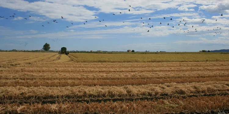 El S.Aut. de Agricultura denuncia que el Gobierno obstaculiza que los arroceros afectados por la riada puedan cobrar las ayudas del Consell 1 El S.Aut. de Agricultura denuncia que el Gobierno obstaculiza que los arroceros afectados por la riada puedan cobrar las ayudas del Consell