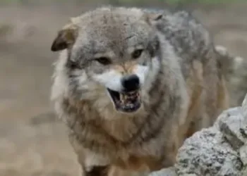 Un ganadero de AVA-ASAJA alerta de un nuevo ataque de lobos a sus instalaciones en Aras de los Olmos