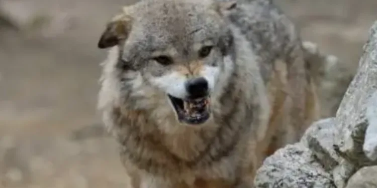 Un ganadero de AVA-ASAJA alerta de un nuevo ataque de lobos a sus instalaciones en Aras de los Olmos 1 Un ganadero de AVA-ASAJA alerta de un nuevo ataque de lobos a sus instalaciones en Aras de los Olmos