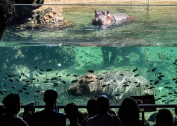 Los dos jóvenes hipopótamos de Bioparc Valencia ya disfrutan juntos de la instalación exterior