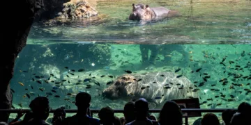 Los dos jóvenes hipopótamos de Bioparc Valencia ya disfrutan juntos de la instalación exterior