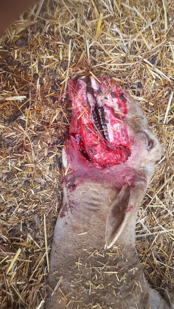 Un ganadero de AVA-ASAJA alerta de un nuevo ataque de lobos a sus instalaciones en Aras de los Olmos 2 lobo1 11zon