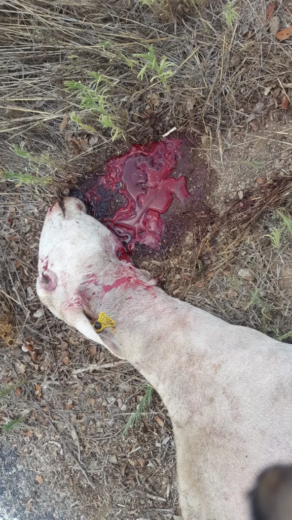 Un ganadero de AVA-ASAJA alerta de un nuevo ataque de lobos a sus instalaciones en Aras de los Olmos 3 lobo2 11zon
