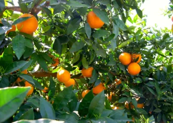 La DANA no paraliza la campaña de cítricos pero piden corredores para poder circular en las carreteras