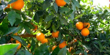 Los costes de producción de los cítricos aumentan un 18% desde 2020