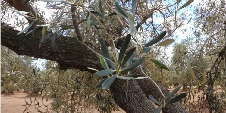 LA UNIÓ denuncia un aumento del margen de beneficios de los supermercados e hipermercados sobre los productores en el aceite de oliva del 59%