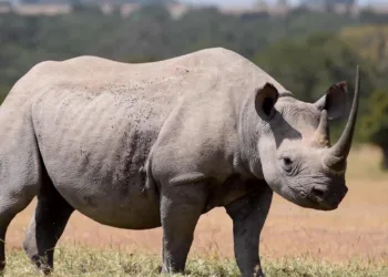 La Plataforma de Defensa Animal de Valencia pide la conservación y protección del rinoceronte 