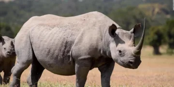 La Plataforma de Defensa Animal de Valencia pide la conservación y protección del rinoceronte 