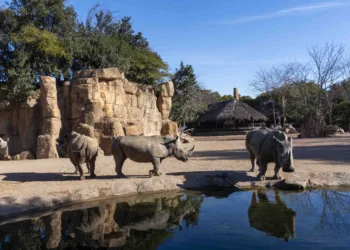 La Fundación BIOPARC apela a la conservación del Rinoceronte, un “gigante” que podría desaparecer