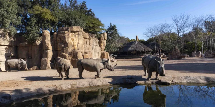 La Fundación BIOPARC apela a la conservación del Rinoceronte, un “gigante” que podría desaparecer 1 La Fundación BIOPARC apela a la conservación del Rinoceronte, un “gigante” que podría desaparecer