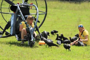 Elena y Barbara madres humanas adoptivas ibis eremita28081
