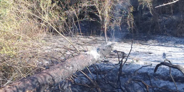 El incendio de Simat de la Valldigna estabilizado 1 El incendio de Simat de la Valldigna estabilizado