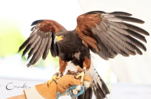 Imagen de WhatsApp 2024 09 09 a las 21.04.16 7f60a170