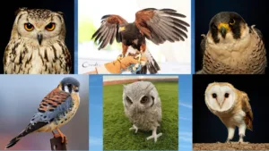 Imagenes aves terapeuticas ME