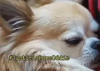 Juicio por la muerte violenta del perro Oddie en 2023 en presencia de una menor en Jerez de la Frontera
