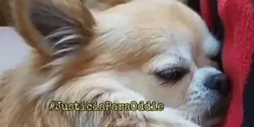 Juicio por la muerte violenta del perro Oddie en 2023 en presencia de una menor en Jerez de la Frontera