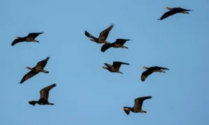 La bandada de ibis eremita guiados por sus madres humanas en su paso por Valencia 928084