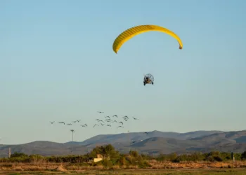 La bandada de ibis eremita guiados en ultraligeros, pasa por Valéncia con parada en BIOPARC