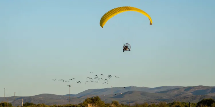 La bandada de ibis eremita guiados en ultraligeros, pasa por Valéncia con parada en BIOPARC