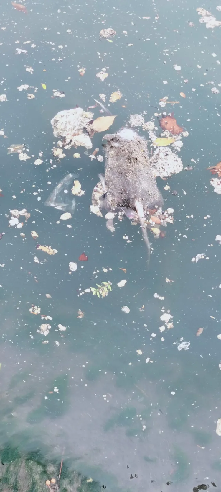 El problema sin resolver del final del cauce del Turia: contaminación y falta de depuración