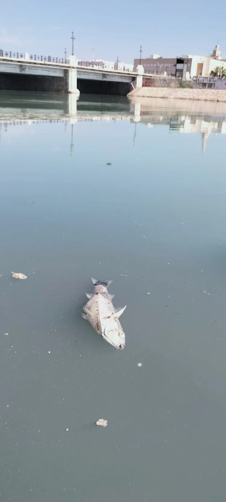 El problema sin resolver del final del cauce del Turia: contaminación y falta de depuración