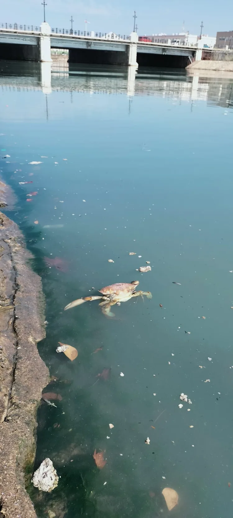 El problema sin resolver del final del cauce del Turia: contaminación y falta de depuración