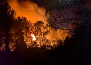 ¿Cuál es la causa de los incendios forestales?