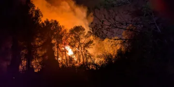 ¿Cuál es la causa de los incendios forestales?