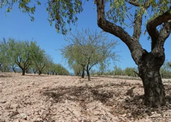 La sequía y los bajos precios marcan la campaña de la almendra y AVA ASAJA reclama medidas para el sector