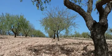 La sequía y los bajos precios marcan la campaña de la almendra y AVA ASAJA reclama medidas para el sector