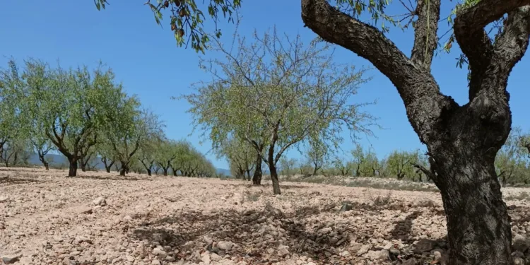 La sequía y los bajos precios marcan la campaña de la almendra y AVA ASAJA reclama medidas para el sector 1 La sequía y los bajos precios marcan la campaña de la almendra y AVA ASAJA reclama medidas para el sector