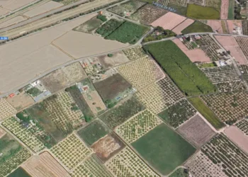 Un incendio en un palmeral de Sueca corta la Autovía A38 e interrumpe el servicio de cercanías