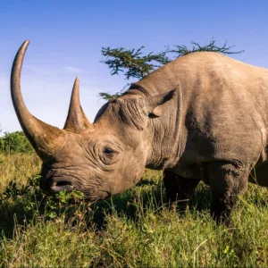 La Plataforma de Defensa Animal de Valencia pide la conservación y protección del rinoceronte 2 diceros bicornis b53061a7 800x800