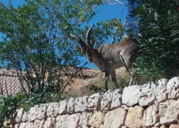 Más de cien agricultores del Valle de Ayora plantean una demanda colectiva por la fauna salvaje