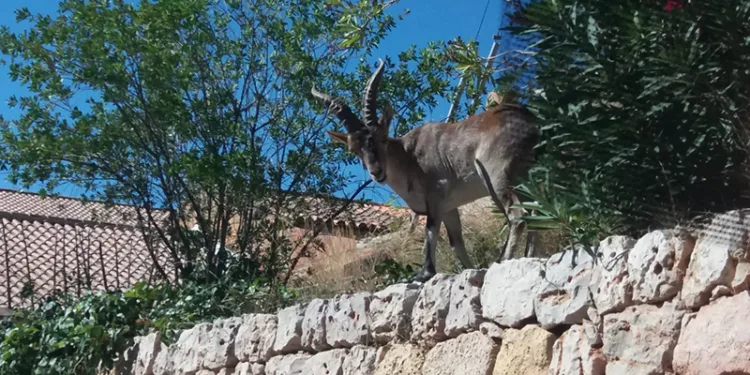 Más de cien agricultores del Valle de Ayora plantean una demanda colectiva por la fauna salvaje