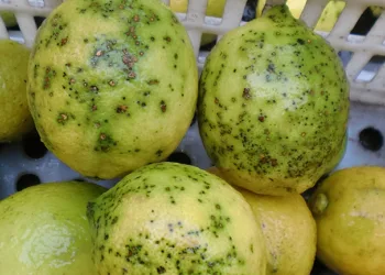 AVA-ASAJA exige a la UE el cierre a los cítricos sudafricanos tras alcanzar 20 detecciones de mancha negra en tres meses de campaña