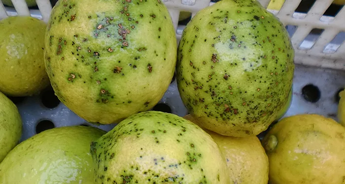 AVA-ASAJA exige a la UE el cierre a los cítricos sudafricanos tras alcanzar 20 detecciones de mancha negra en tres meses de campaña 1 AVA-ASAJA exige a la UE el cierre a los cítricos sudafricanos tras alcanzar 20 detecciones de mancha negra en tres meses de campaña