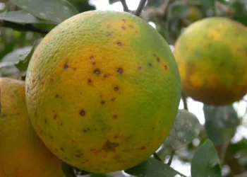 Intercitrus exige a la Comisión Europea que tome medidas ante las 26 detecciones de plagas y enfermedades en las importaciones de agosto