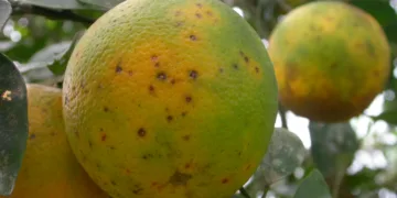 Intercitrus exige a la Comisión Europea que tome medidas ante las 26 detecciones de plagas y enfermedades en las importaciones de agosto