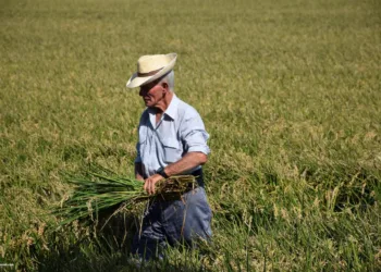 El Puerto de Catarroja celebra la Fiesta de la Siega 2024: Tradición, arroz y cultura valenciana en su máximo esplendor