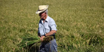 El Puerto de Catarroja celebra la Fiesta de la Siega 2024: Tradición, arroz y cultura valenciana en su máximo esplendor