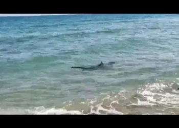 Tiburón Tintorera esta mañana en una playa de Dénia