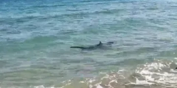 Tiburón Tintorera esta mañana en una playa de Dénia