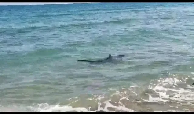 Tiburón Tintorera esta mañana paseando por las playas de Dénia 1 Tiburón Tintorera esta mañana en una playa de Dénia